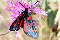 Zygaena filipendulae